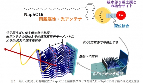 青山学院大学と静岡大学がレアアースの直線偏光発光の仕組みを 膜型