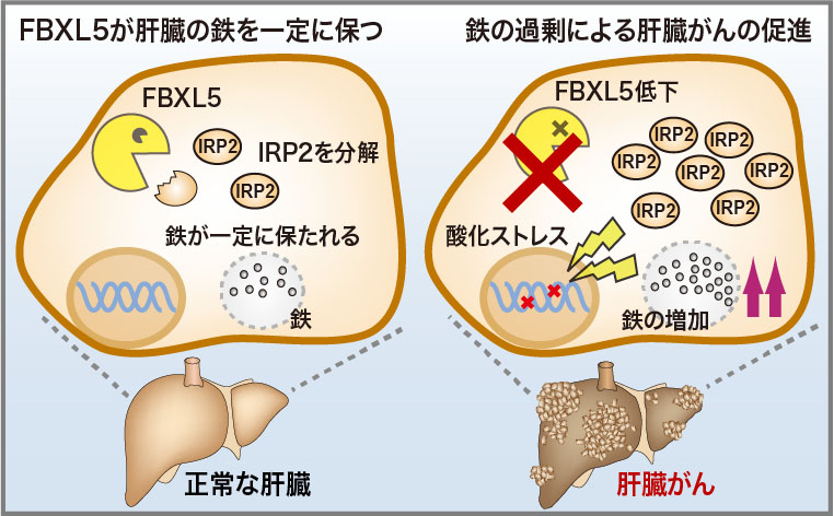 最新肝臓病理学 : 形態と分子病態 中外医学社 | 書籍詳細
