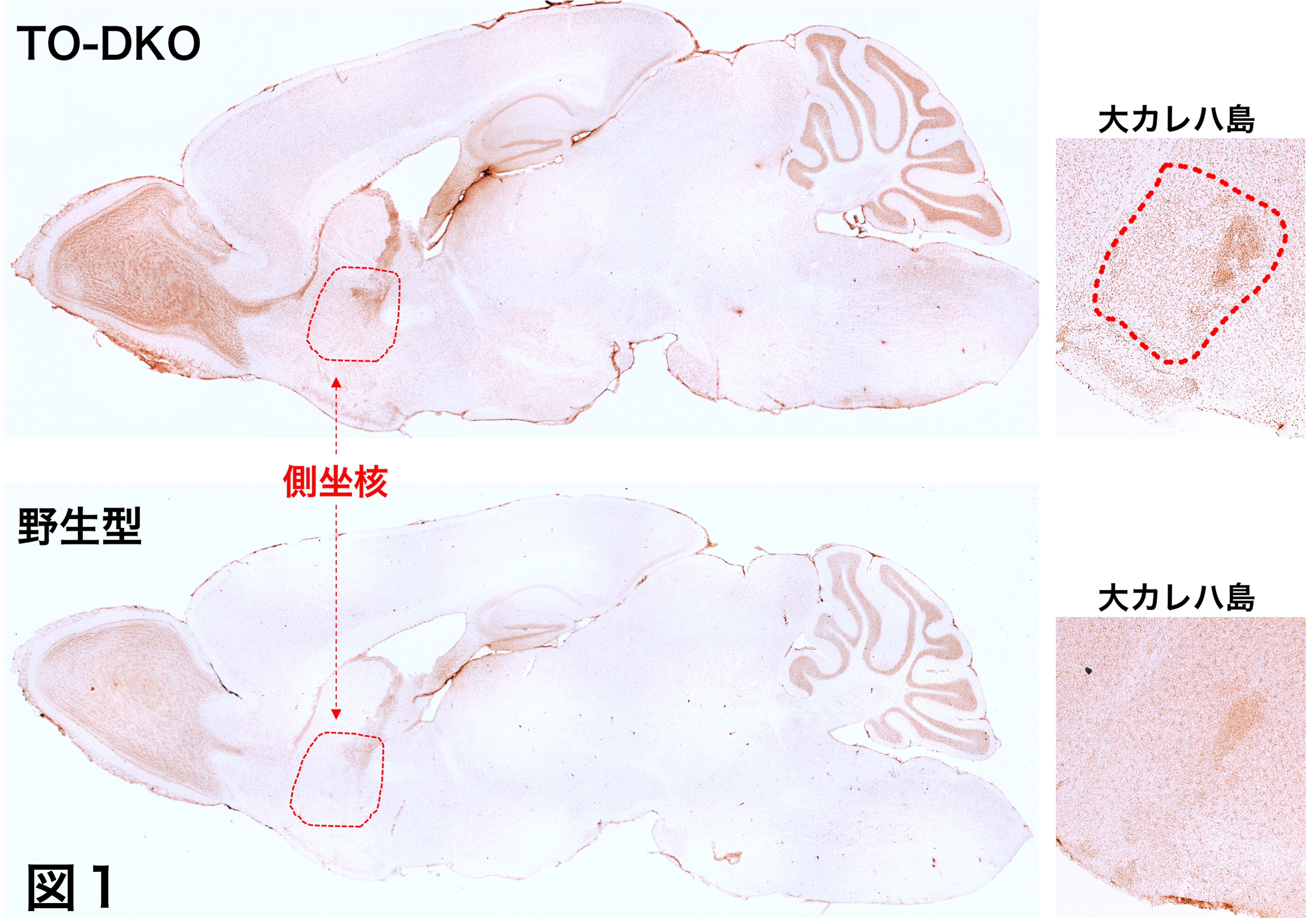 マウスの行動の性差は活性酸素による酸化ヌクレオチドの蓄積が原因である 男女それぞれの特性に注目した病気の予防や治療法の開発に期待 研究成果 九州大学 Kyushu University