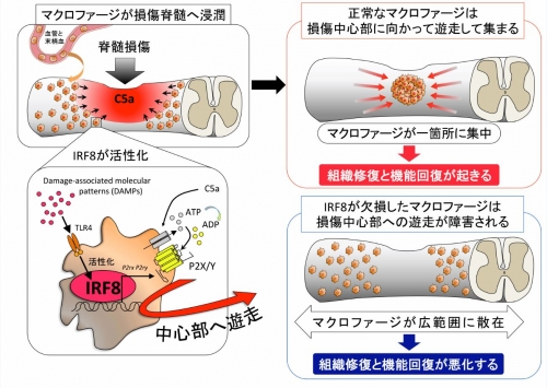 中枢神経疾患の理学 41LybDrZDDL._AC_SY200_QL15_.jpg