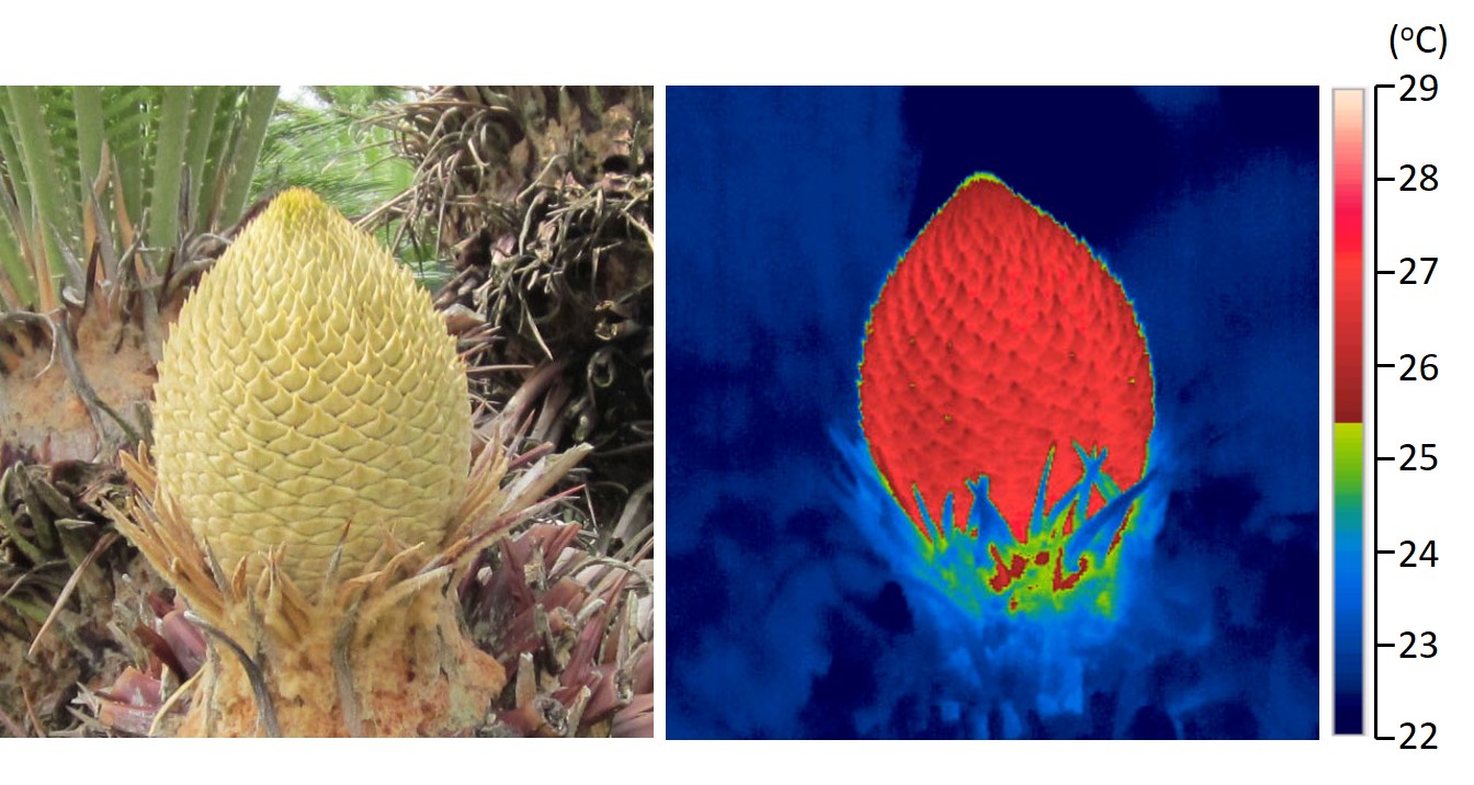 裸子植物ソテツの花が発熱するしくみの一端を解明 ミトコンドリアの特徴的な形態と呼吸鎖バイパス経路の働きが発熱に関与 研究成果 九州大学 Kyushu University