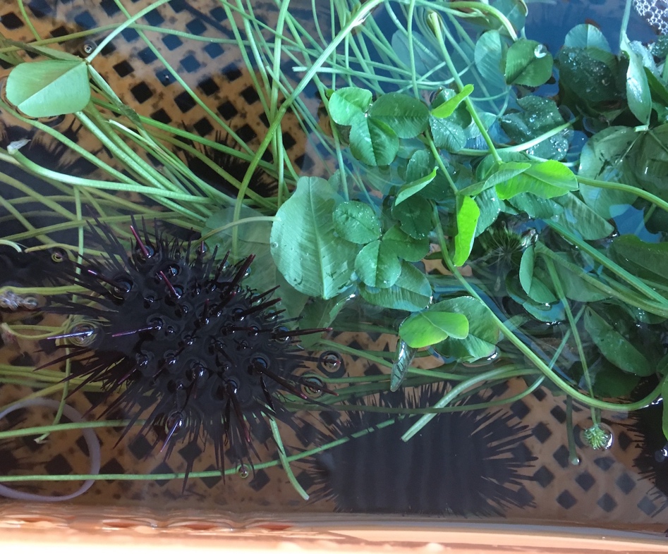 幸せをよぶ クローバーを餌にウニを養殖する技術を開発 高栄養 低コストなマメ科植物飼料で高品質なウニを1年中生産可能に 研究成果 九州大学 Kyushu University 幸せをよぶ クローバーを餌にウニを養殖する技術を開発 高栄養 低コストなマメ科植物飼料で高品質なウニを1年中生産可能に 研究成果 九州大学 Kyushu University