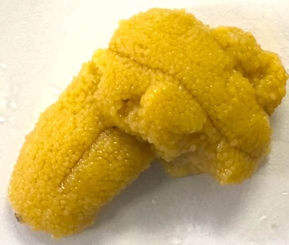 幸せをよぶ クローバーを餌にウニを養殖する技術を開発 高栄養 低コストなマメ科植物飼料で高品質なウニを１年中生産可能に 研究成果 九州大学 Kyushu University