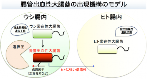 病原性大腸菌様専用