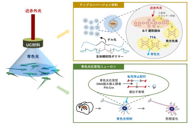 近赤外光で脳神経細胞の遺伝子を操作するアップコンバージョン分子技術の開発に成功 生体深部におけるオプトジェネティクスと高次脳機能の解明に道 研究成果 九州大学 Kyushu University