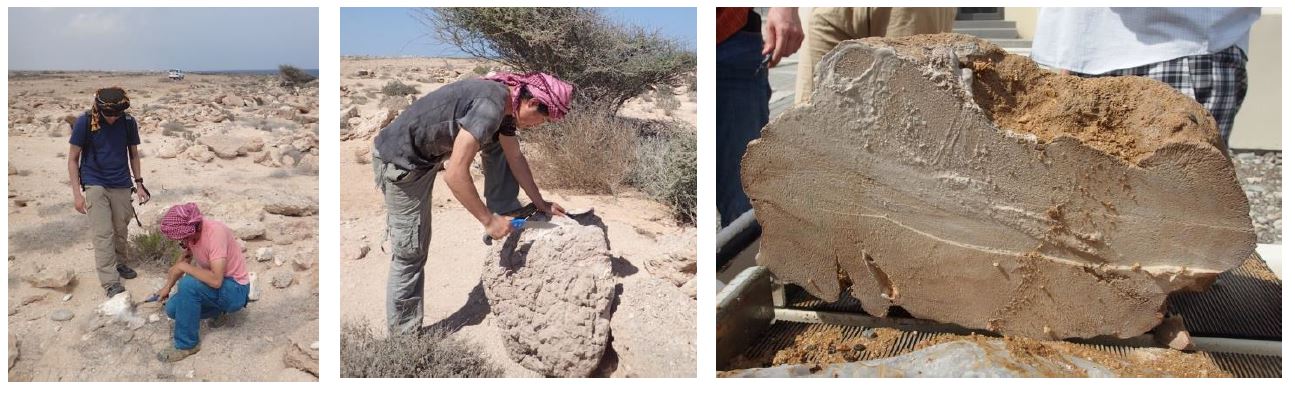 アッカド帝国崩壊の原因をサンゴの化石から解明 〜サンゴの化石から