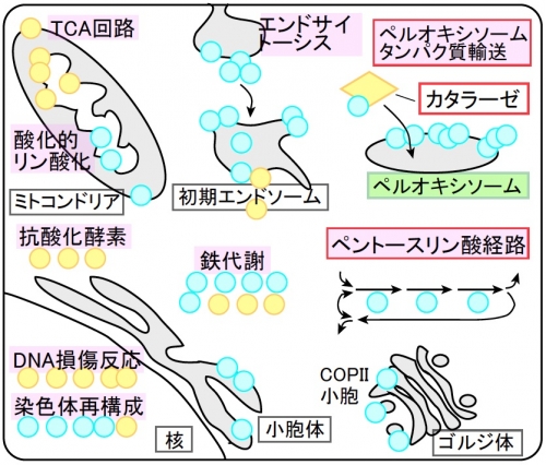 世界初、活性酸素種への多様な細胞内対抗戦略の発見 -活性酸素種原因の