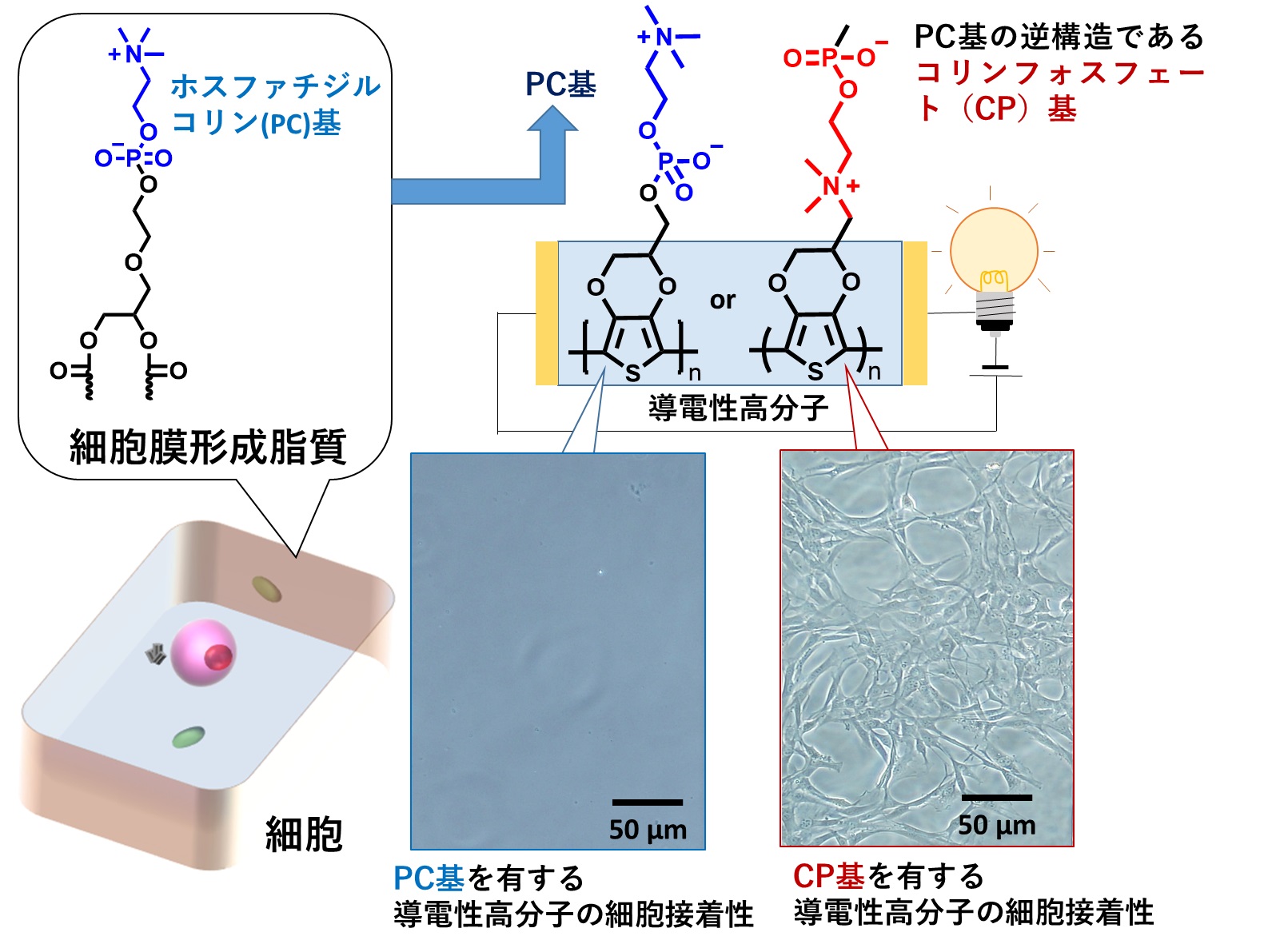 細胞膜表面と逆の親水基構造を有する導電性高分子 細胞に対する特異な接着能を示す導電性材料の開発に成功 研究成果 九州大学 Kyushu University