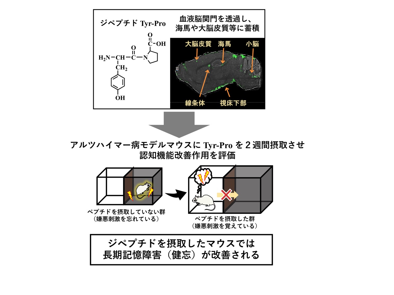 血液脳関門を透過するジペプチドの摂取は記憶障害の改善に有効 研究成果 九州大学 Kyushu University 血液脳関門を透過するジペプチドの摂取は記憶障害の改善に有効 研究成果 九州大学 Kyushu University