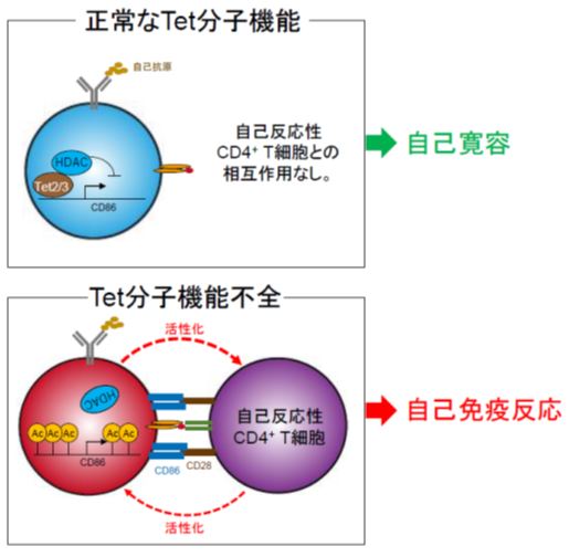 B細胞の暴走を防ぐスイッチを発見 研究成果 九州大学 Kyushu University