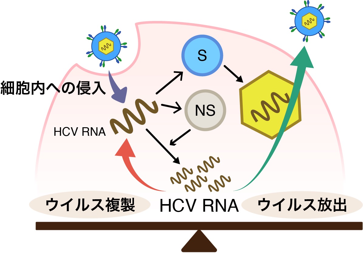 ウイルスは インドア派 アウトドア派 研究成果 九州大学 Kyushu University ウイルスは インドア派 アウトドア派 研究成果 九州大学 Kyushu University