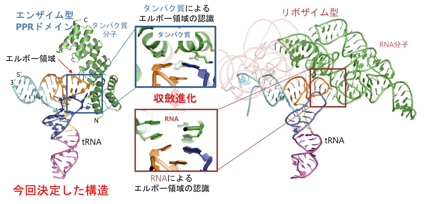 タンパク質