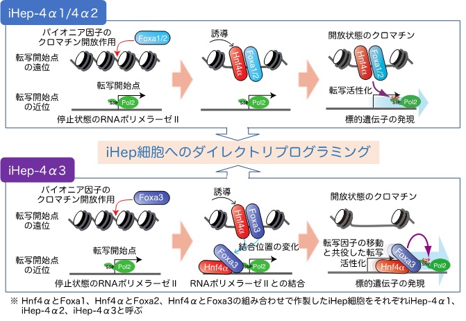 肝細胞へのダイレクトリプログラミングを誘導する分子メカニズムの解明 研究成果 九州大学 Kyushu University