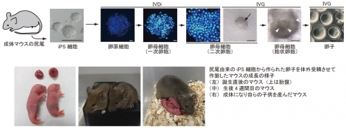 人気商品の 成体マウスiPS細胞から体外培養で卵子の作製に世界で初めて成功 生物学