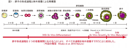 セール 一番安い 成体マウスiPS細胞から体外培養で卵子の作製に世界で初めて成功 生物学
