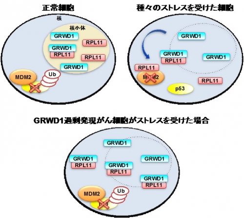 【気質アップ】 世界初！細胞をがん化させる新しいがん遺伝子GRWD1を発見 研究 | 中学校