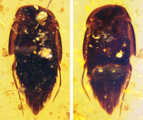 白亜紀におけるハネカクシ科甲虫の社会寄生の可能性 | 研究成果 | 九州