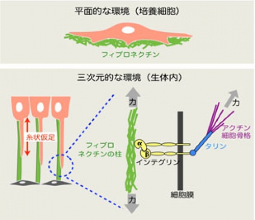 細胞の外側に柱状の構造体を発見、その形成機構を解明