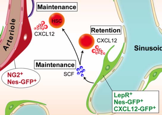電顕アトラス ヒト血球の発生と分化 幻の血液幹細胞を求めて 電顕アトラス ヒト血球の発生と分化 幻の血液幹細胞を求めて／医