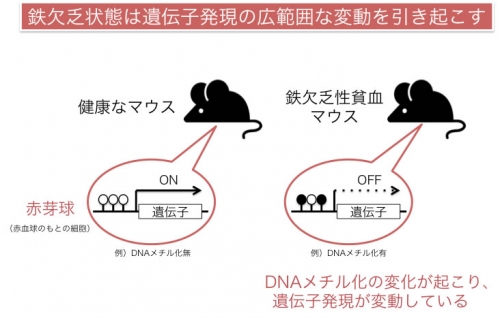 鉄不足による貧血病態のメカニズムの一端を解明 － 鉄不足は広範な