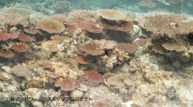 3D＆VR技術で、誰でもいつでもサンゴ礁を鑑賞できる！ | トピックス