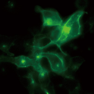 Membrane localization of GFP-fused SARS-CoV-2 receptor (ACE2) in cells (without exposure to Spike protein).