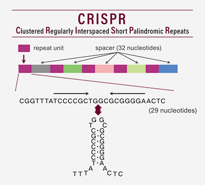 Mr. Crispr's Basic Genome Discovery Linked to Nobel Prize in Chemistry