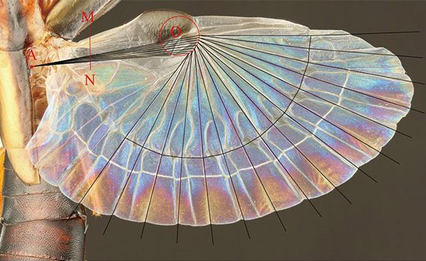 Research Institute of Advanced Electric Propulsion Aircrafts