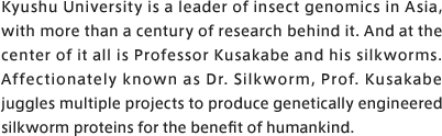 Kyushu University is a leader of insect genomics in Asia, with more than a century of research behind it. And at the center of it all is Professor Kusakabe and his silkworms. Affectionately known as Dr. Silkworm, Prof. Kusakabe juggles multiple projects to produce genetically engineered silkworm proteins for the benefit of humankind.