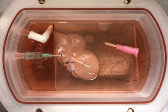 Scaffold for lab-grown mini liver