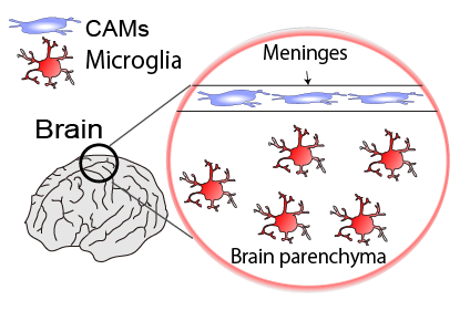 Microglia imaging schematic