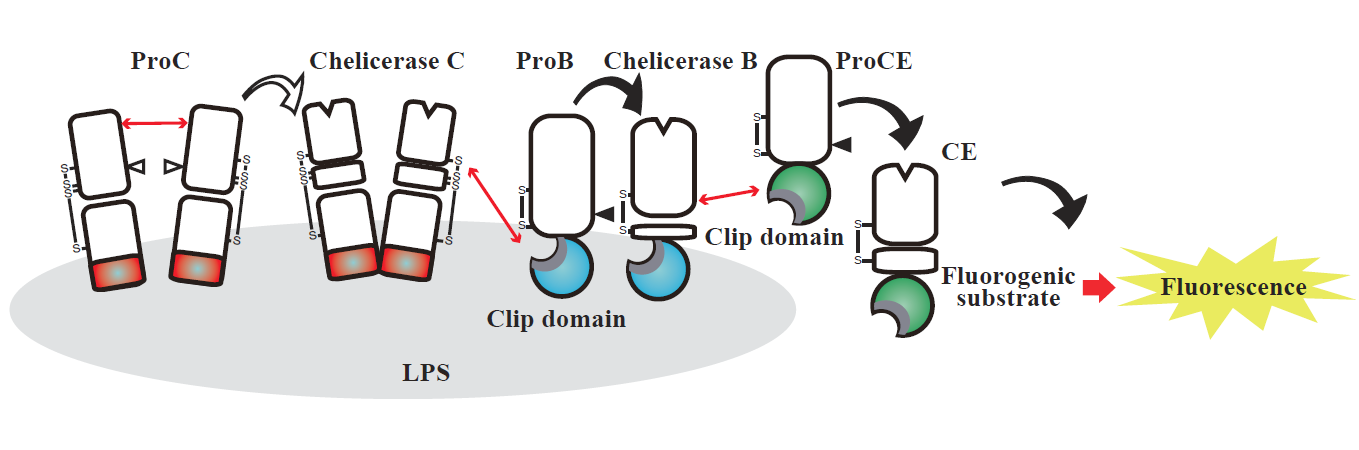 Mechanism for detecting lipopolysaccharide