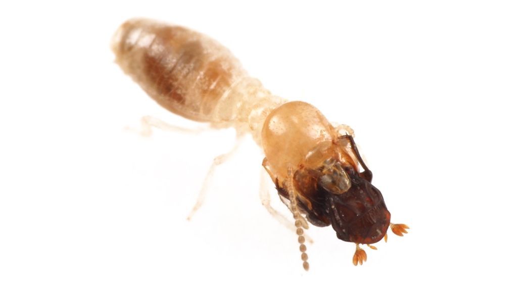 Termitotrox icarus carried by termite