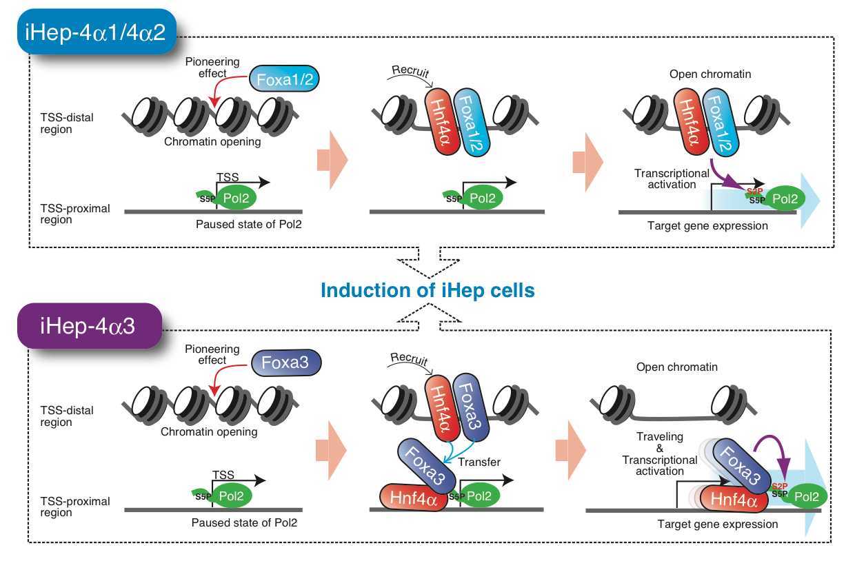 Induction of Ihep cells