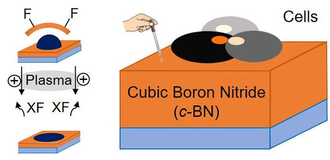 Schematic of c-BN film fabrication