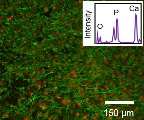 Cells cultured on a c-BN film