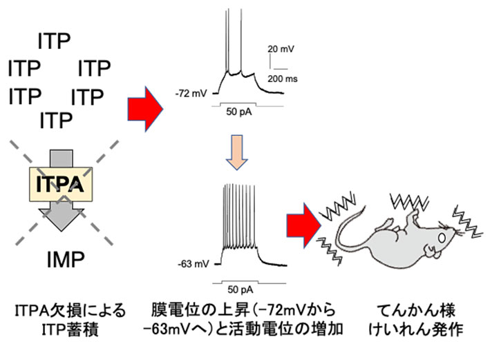 ITP蓄積が膜電位上昇をもたらし、神経過剰興奮からてんかん発作を起こすことが明らかとなった