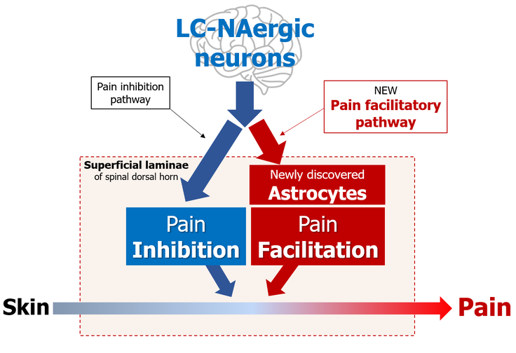 Astrocyte pain control mechanism