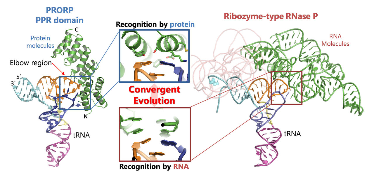 Convergent Evolution