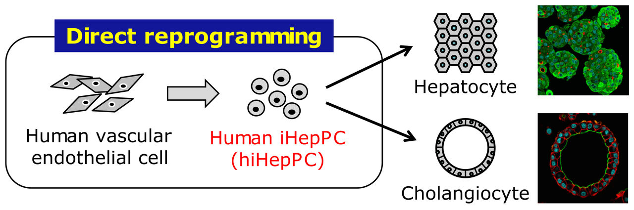 Direct reprogramming of vascular endothelial cells into induced hepatic progenitor cells