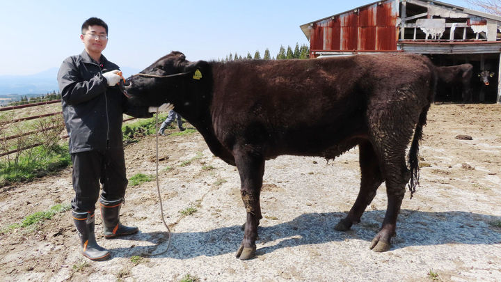 Yutaka Taguchi with a Japanese black cattle