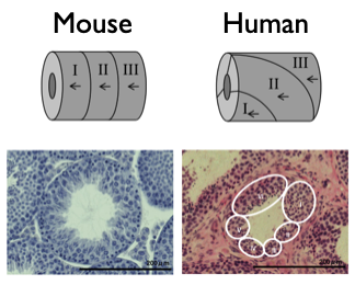 Mouse and human seminiferous tubules