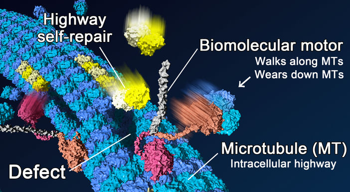 biomolecular transport