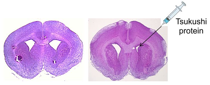 Effect of Tsukushi protein on a mouse brain