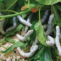 Silkworms