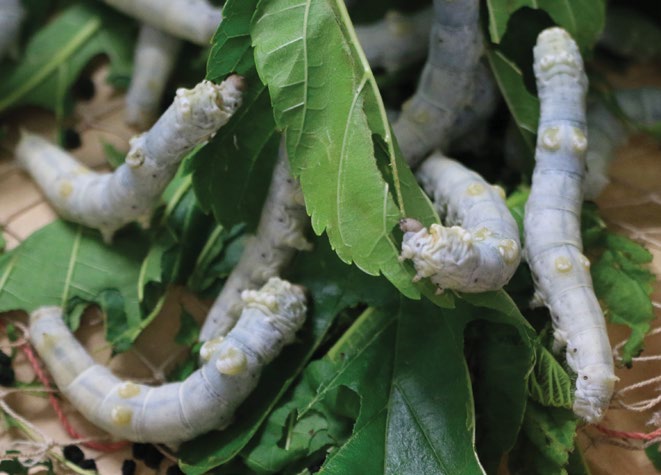 Silkworms eating mulberry leaves