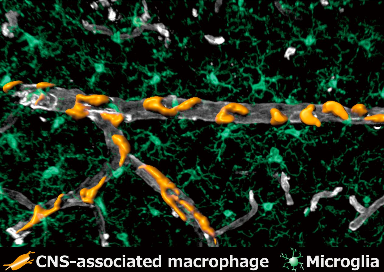 Image showing location of different central-nervous-system-associated macrophages (CAMs) in the brain