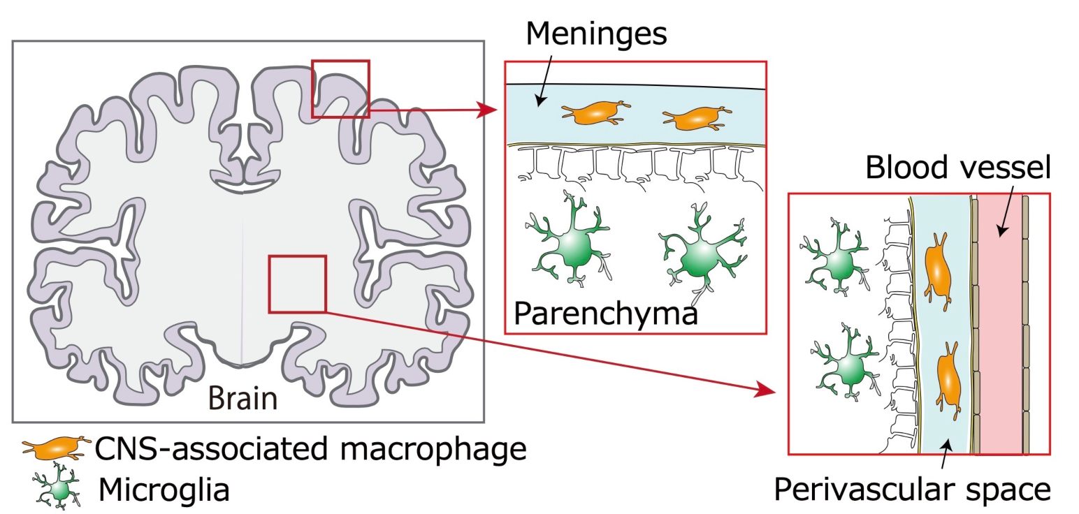 location and distribution of CNS macrophage