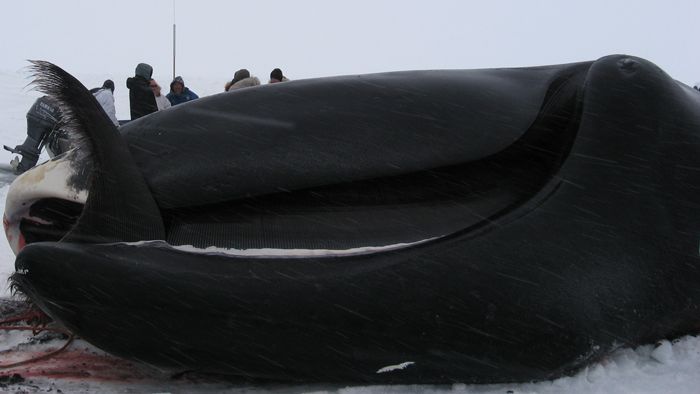 Bowhead whale