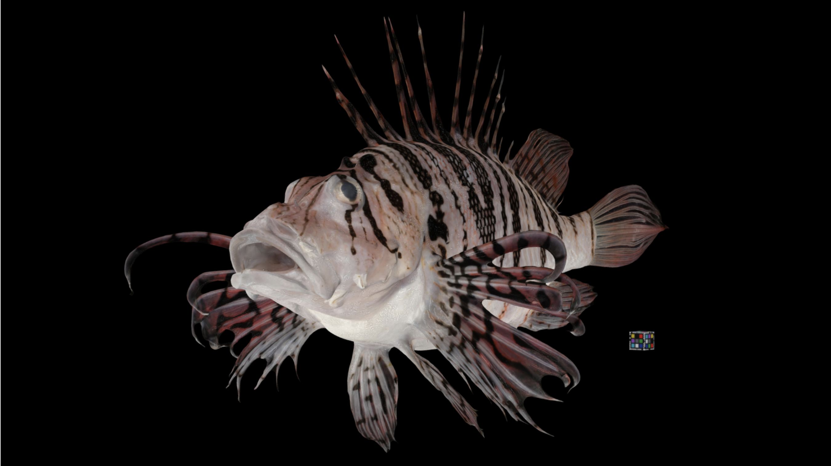 Luna Lionfish, Pterois lunulate. 3D render of a Luna Lionfish taken with bio-photogrammetry